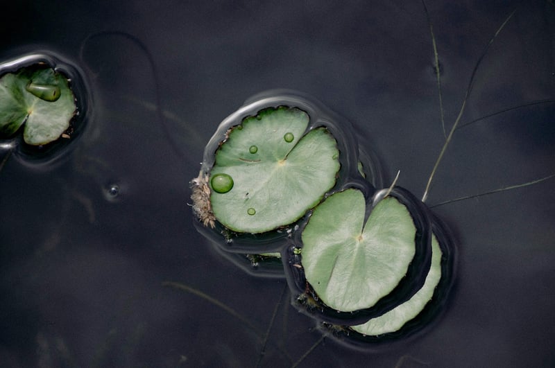Mindfulness Meditation
